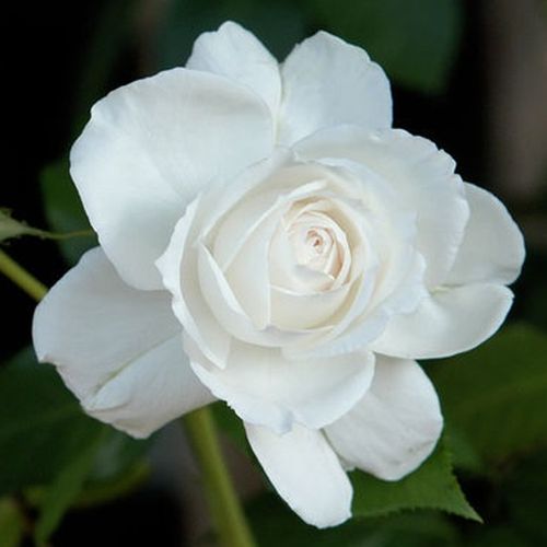 Shop - Rosa Annapurna™ - weiß - teehybriden-edelrosen - stark duftend - Francois Dorieux II. - -